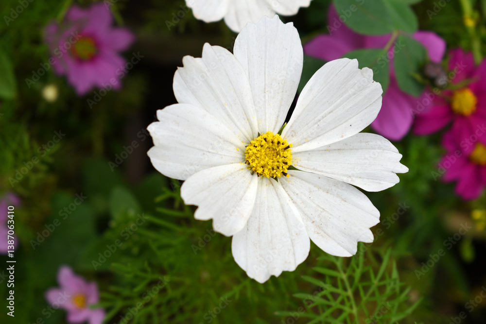 White Cosmos flower, Cosmos flowers, autumn season image, Beautiful White Cosmos flower in the garden. White flowers pictures. Cosmos Bipinnatus, commonly called the garden or Mexican aster White Cosmos flower, Cosmos flowers, autumn season image, Beautiful White Cosmos flower in the garden. White flowers pictures. Cosmos Bipinnatus, commonly called the garden or Mexican aster