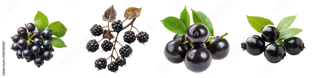 Blackberries, black currants, and dark berries with green leaves. Blackberries, black currants, and dark berries with green leaves.