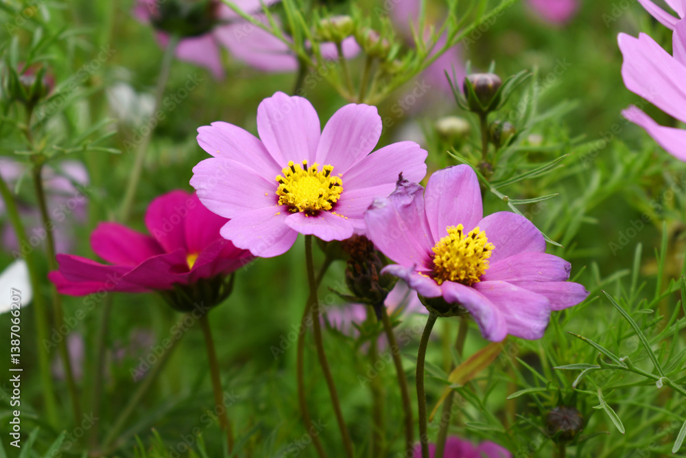 Pink Cosmos flower, Cosmos flowers, autumn season image, Beautiful Pink Cosmos flower in the garden. Pink flowers pictures. Cosmos Bipinnatus, commonly called the garden or Mexican aster Pink Cosmos flower, Cosmos flowers, autumn season image, Beautiful Pink Cosmos flower in the garden. Pink flowers pictures. Cosmos Bipinnatus, commonly called the garden or Mexican aster