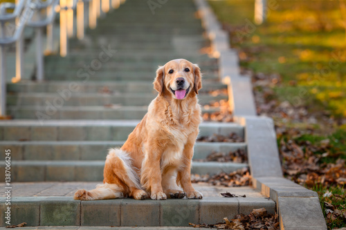 golden retriever dog sitting on stairs outside in park in spring at sunset