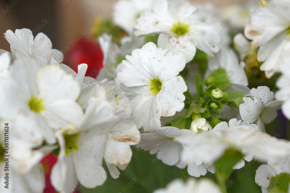 Fototapeta premium Blooming vibrant White geranium Pelargonium flowers closeup, Blooming of Geranium, closeup shot of White geranium flowers in garden, geranium in the exhibition of geraniums in Chakwal, Punjab, Pakista