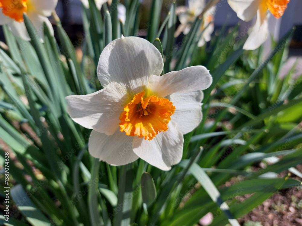 narcissus - flowers in a garden. White and bright orange petals