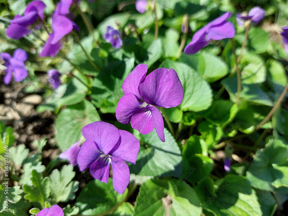 viola flowers in a garden. Big purple petals and bright green leaves