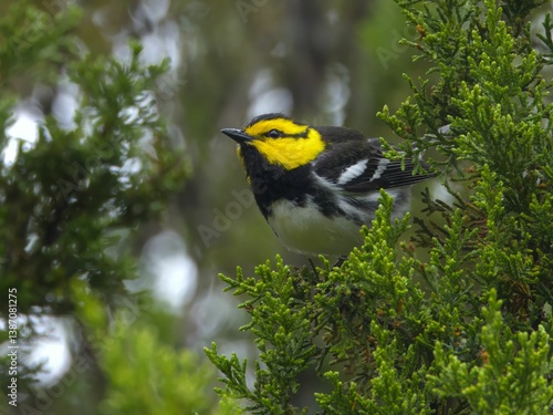 Foto Golden-cheeked Warbler in a green Juniper tree showcases its vibrant yellow fac