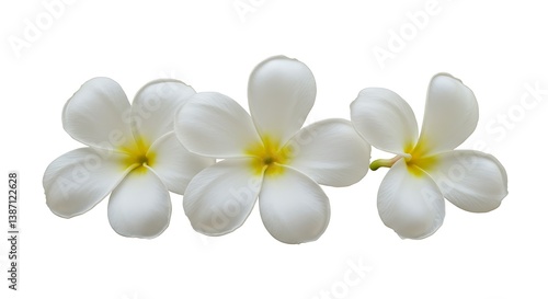 Serene Plumeria Blooms AI Generated