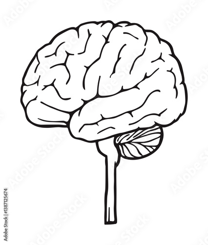 Detailed brain icon. Anatomy, health. Medical illustration in black and white drawing style.