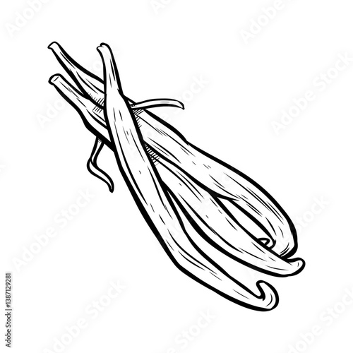 Detailed vector illustration of vanilla bean pods. Aromatic spice for cooking, flavoring, aroma.