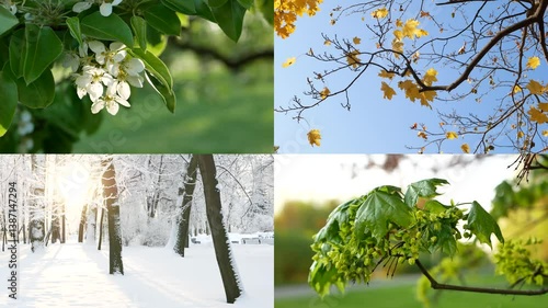 Seasons - collage with the image of nature at different times of the year. A beautiful collage - autumn, winter, spring, summer - four seasons.