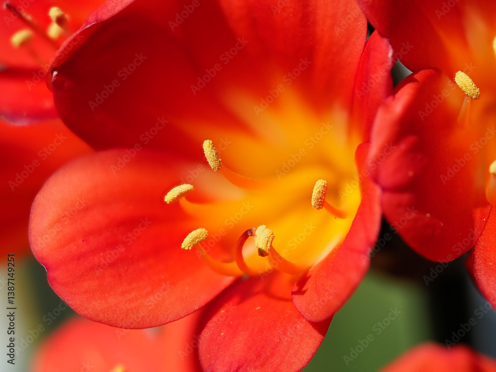 クンシランの花のクローズアップ クンシランの花のクローズアップ