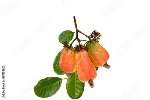 Cashews fruit ripe with bouquet and green leaf on isolated white background.