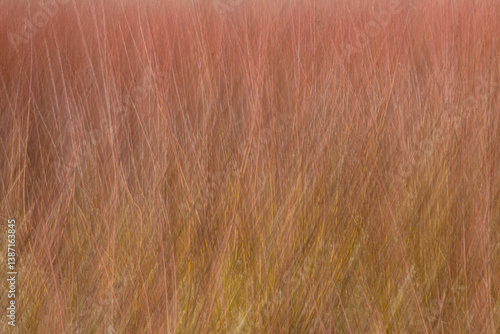 ABSTRACCIÓN DE UNA PLANTACION DE MIMBRE (Salix Viminalis)