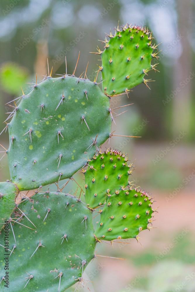 Cactus, cacti in various pots Cactus, cacti in various pots