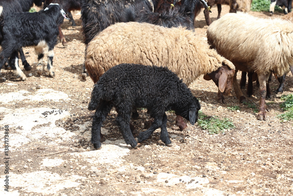 Fototapeta premium sheep and goats grazing in the meadow