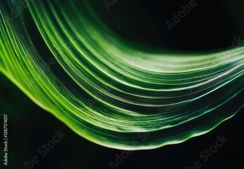 Smoothly Curved Green Leaves Glimmering in Natural Light Against a Dark Background
