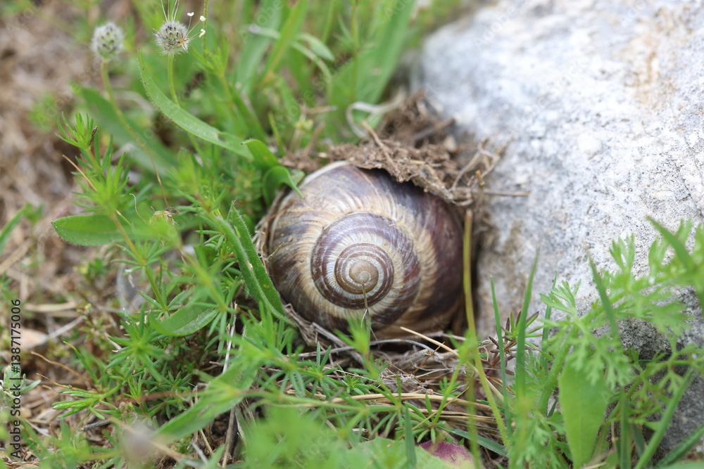 A snail burrowing into the soil to create a secure nest for laying its eggs A snail burrowing into the soil to create a secure nest for laying its eggs