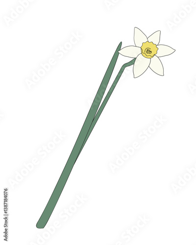 one daffodil flower on white background