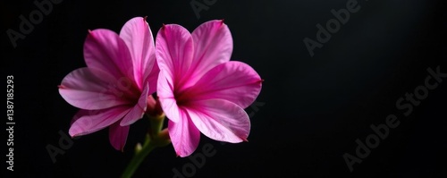 Delicate freesia blossom, black reflective backdrop, vivid colors, black, delicate, studio shot