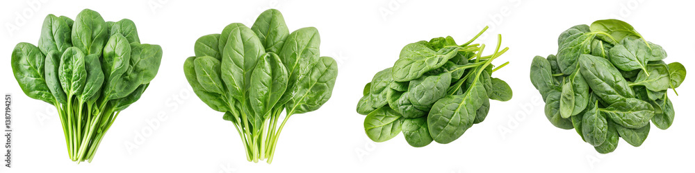 Spinach crop isolated on transparent background. PNG, set of Spinach crop isolated on transparent background. PNG, set of