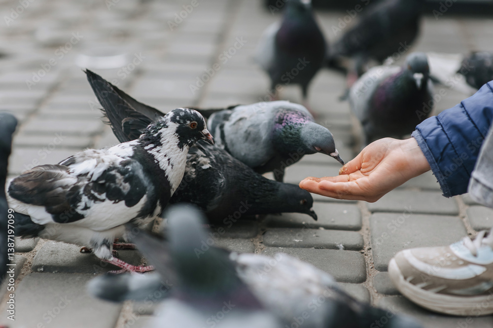 Fototapeta premium Girl, child feeding food bread, grain from hand to pigeons, hungry birds on street in city outdoors. Animals close-up photo.