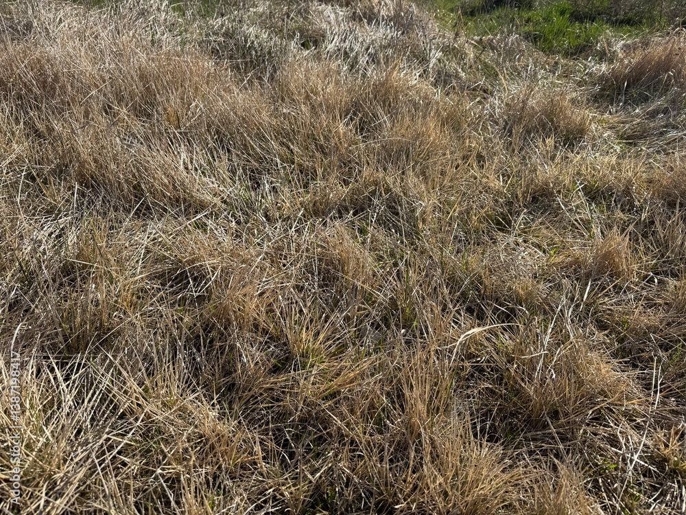Fototapeta premium grass in the sand