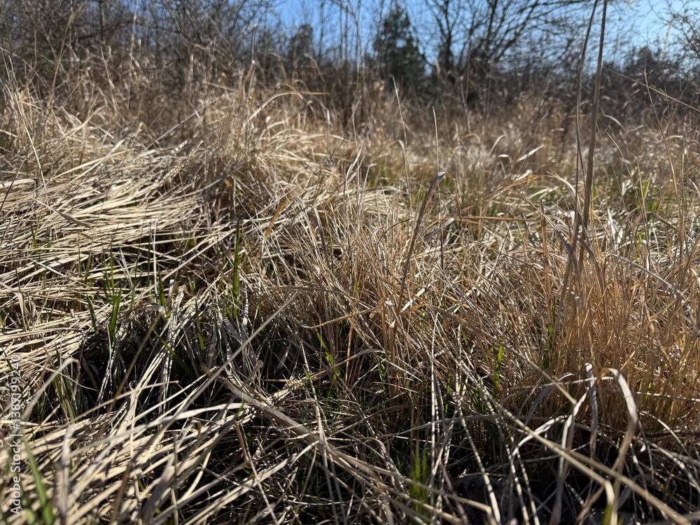 Fototapeta premium reeds on the beach