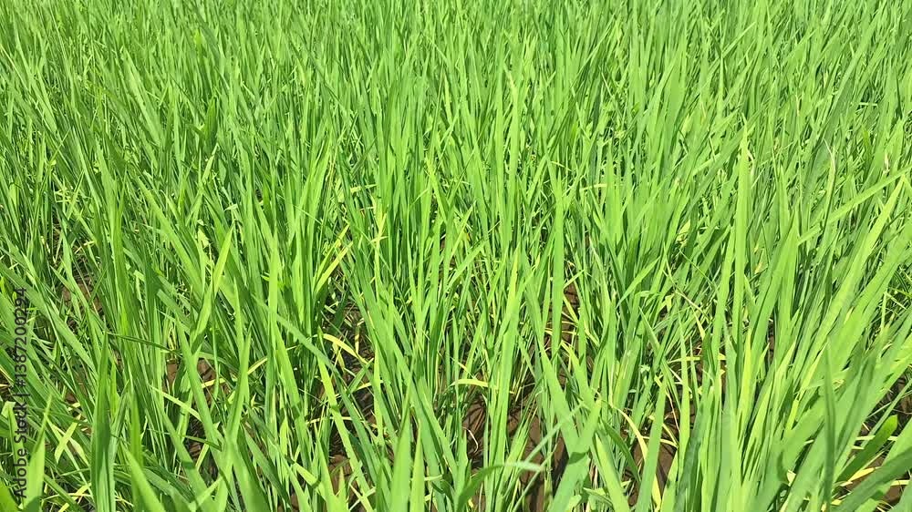 Rice plant in Indonesia fields. Rice is a cereal grain and in its domesticated form is the staple food of over half of the world's population, particularly in Asia and Africa Rice plant in Indonesia fields. Rice is a cereal grain and in its domesticated form is the staple food of over half of the world's population, particularly in Asia and Africa