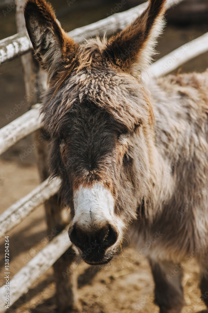 Fototapeta premium Portrait of a gray donkey in a zoo behind a wooden fence. Photo of an animal.