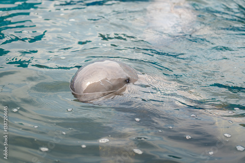 Photography An Irrawaddy dolphin or Neophocaena phocaenoides is swimming on the ocean water surface