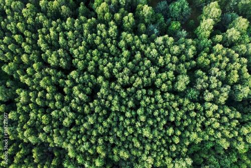 Direct top-down shot of green forest