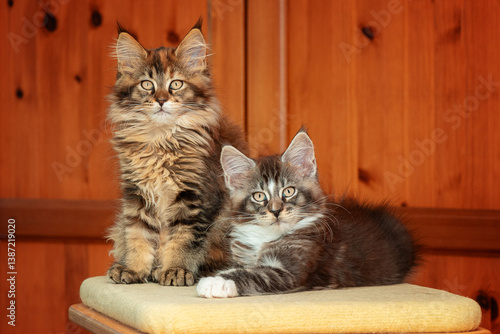 Maine Coon Katzen Geschwister 12 Wochen jung auf einer liege Fläche.