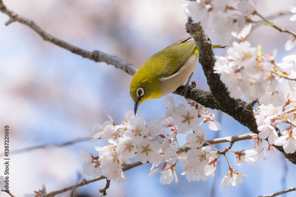 桜の花と青空とメジロ 桜の花と青空とメジロ