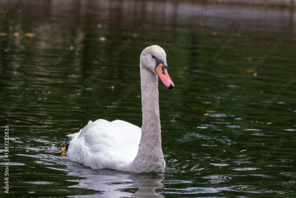A graceful white swan swimming on a lake with dark water. The white swan is reflected in the water A graceful white swan swimming on a lake with dark water. The white swan is reflected in the water