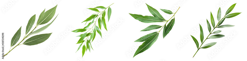 Willow leaf isolated on transparent background. PNG, Set of Willow leaf isolated on transparent background. PNG, Set of