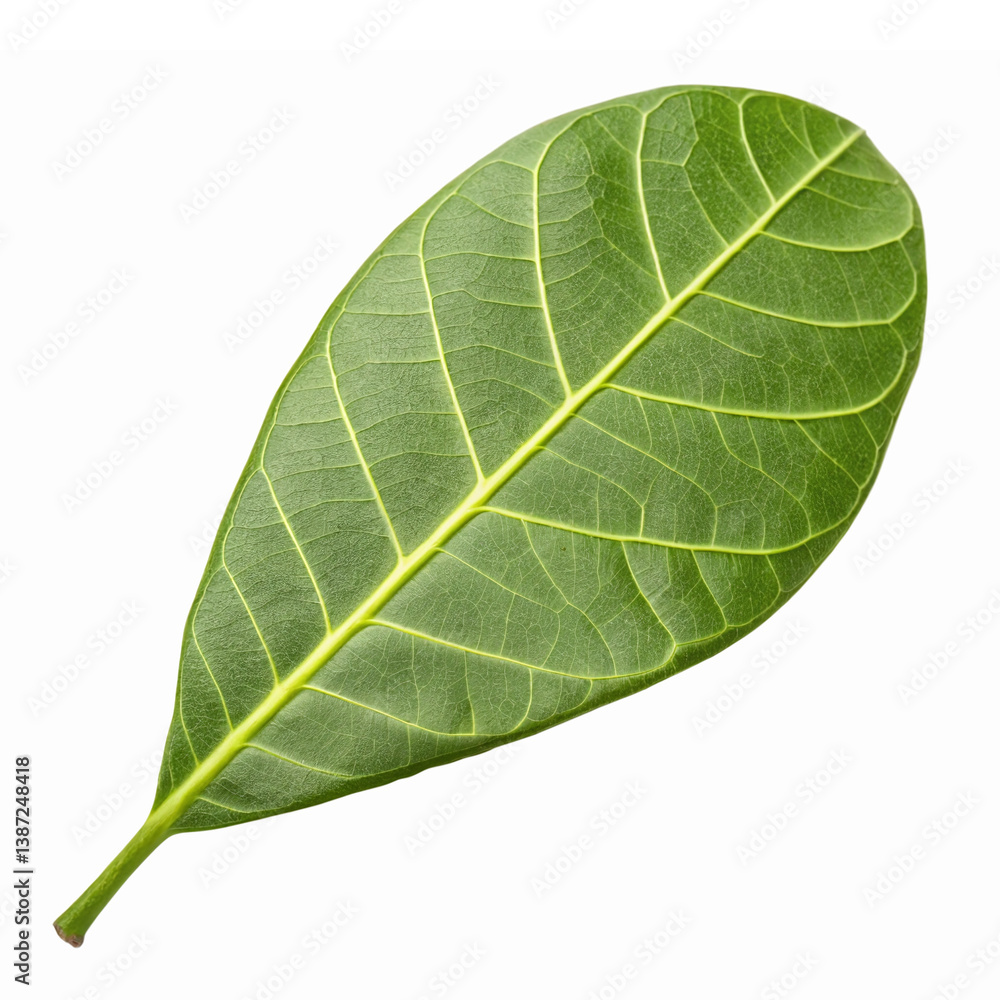 Green Leaf Isolated on Transparent Background for Nature Themes and Eco-Friendly Designs Green Leaf Isolated on Transparent Background for Nature Themes and Eco-Friendly Designs