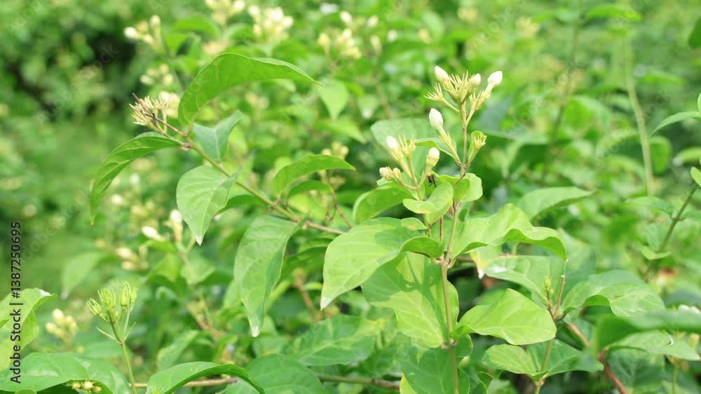 Beautiful jasmine white flowers Beautiful jasmine white flowers