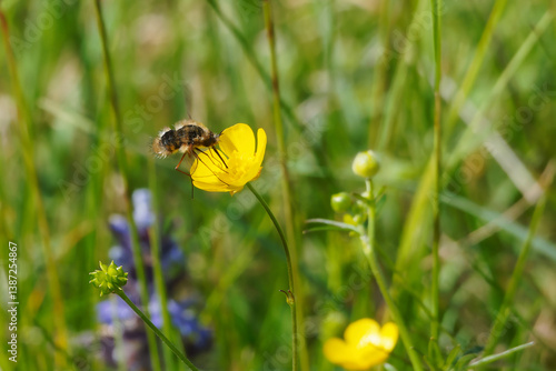 Kleiner Wollschweber auf einer Hahnfuußblüte