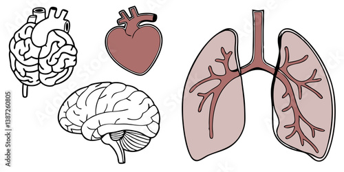 Average Brain Illustrations & Vectors – Royalty-Free Neural Concept Art
