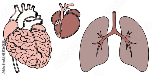 Average Brain Illustrations & Vectors – Royalty-Free Neural Concept Art