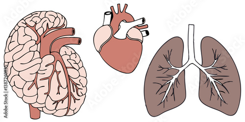Average Brain Illustrations & Vectors – Royalty-Free Neural Concept Art
