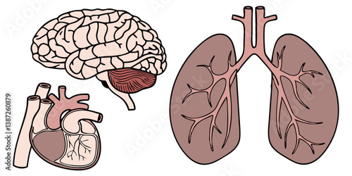 Average Brain Illustrations & Vectors – Royalty-Free Neural Concept Art