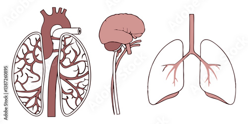 Average Brain Illustrations & Vectors – Royalty-Free Neural Concept Art