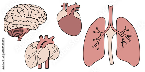 Average Brain Illustrations & Vectors – Royalty-Free Neural Concept Art