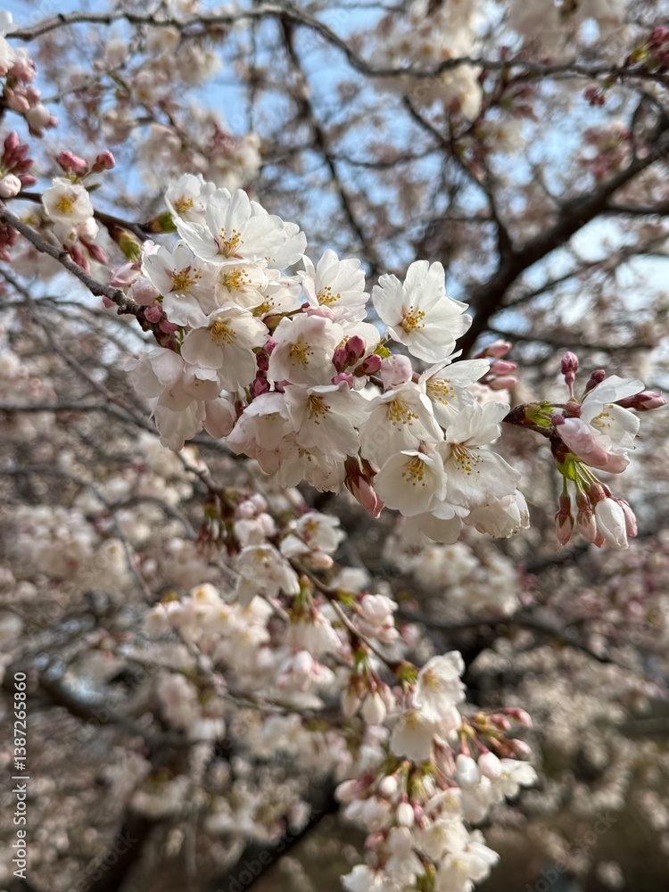 Obraz premium pink cherry blossom