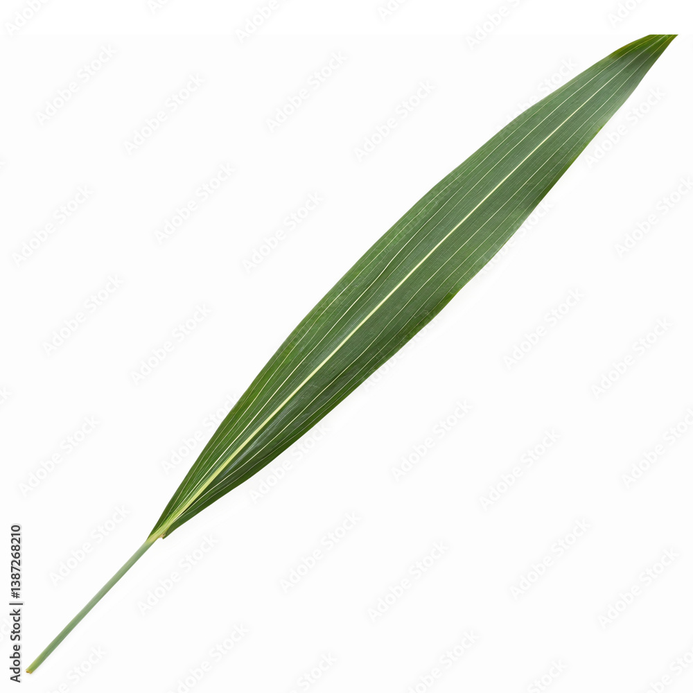 Long Green Leaf with Stripes on Transparent Background for Nature Inspired Designs Long Green Leaf with Stripes on Transparent Background for Nature Inspired Designs
