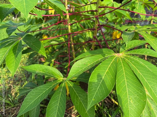 Wallpaper Mural portrait of cassava leaves in the garden Torontodigital.ca