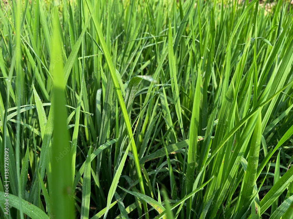 bright green rice fields under clear skies bright green rice fields under clear skies