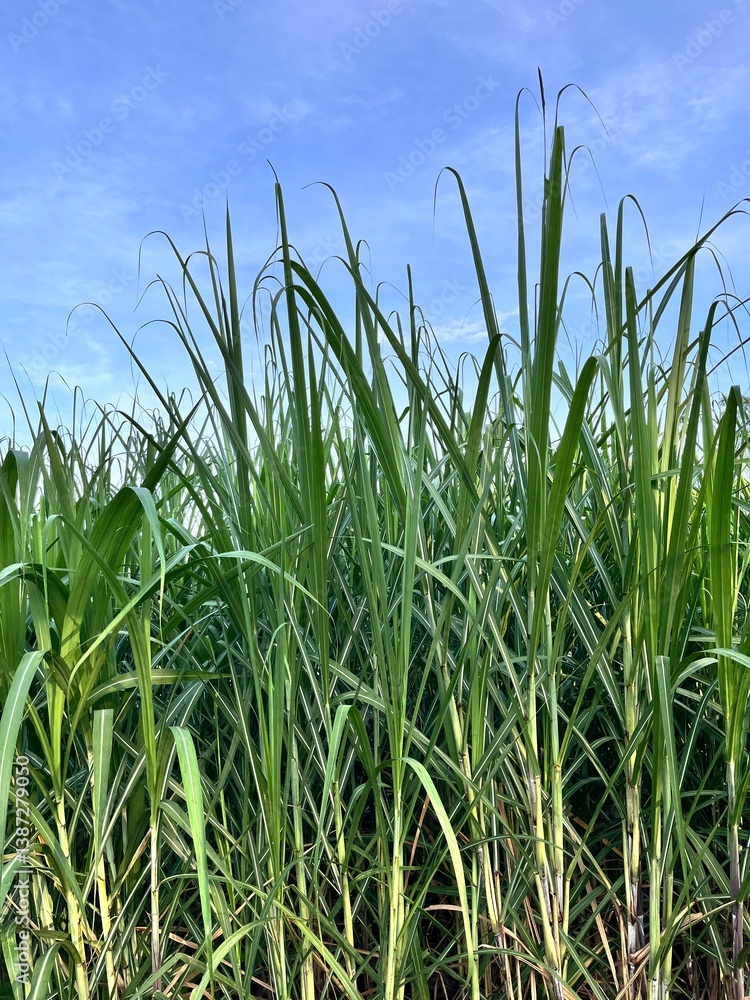 Obraz premium Sugarcane Field Under Blue Sky