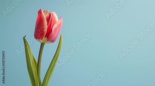 This is an image of a single tulip in full bloom against a pale blue background.