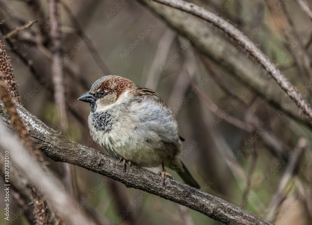 A male House sparrow sits on a branch. Close up