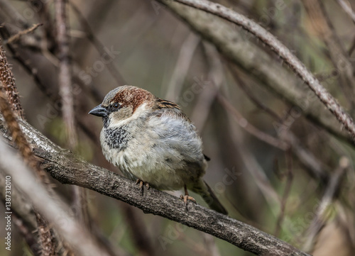 Obraz na płótnie A male House sparrow sits on a branch. Close up w salonie